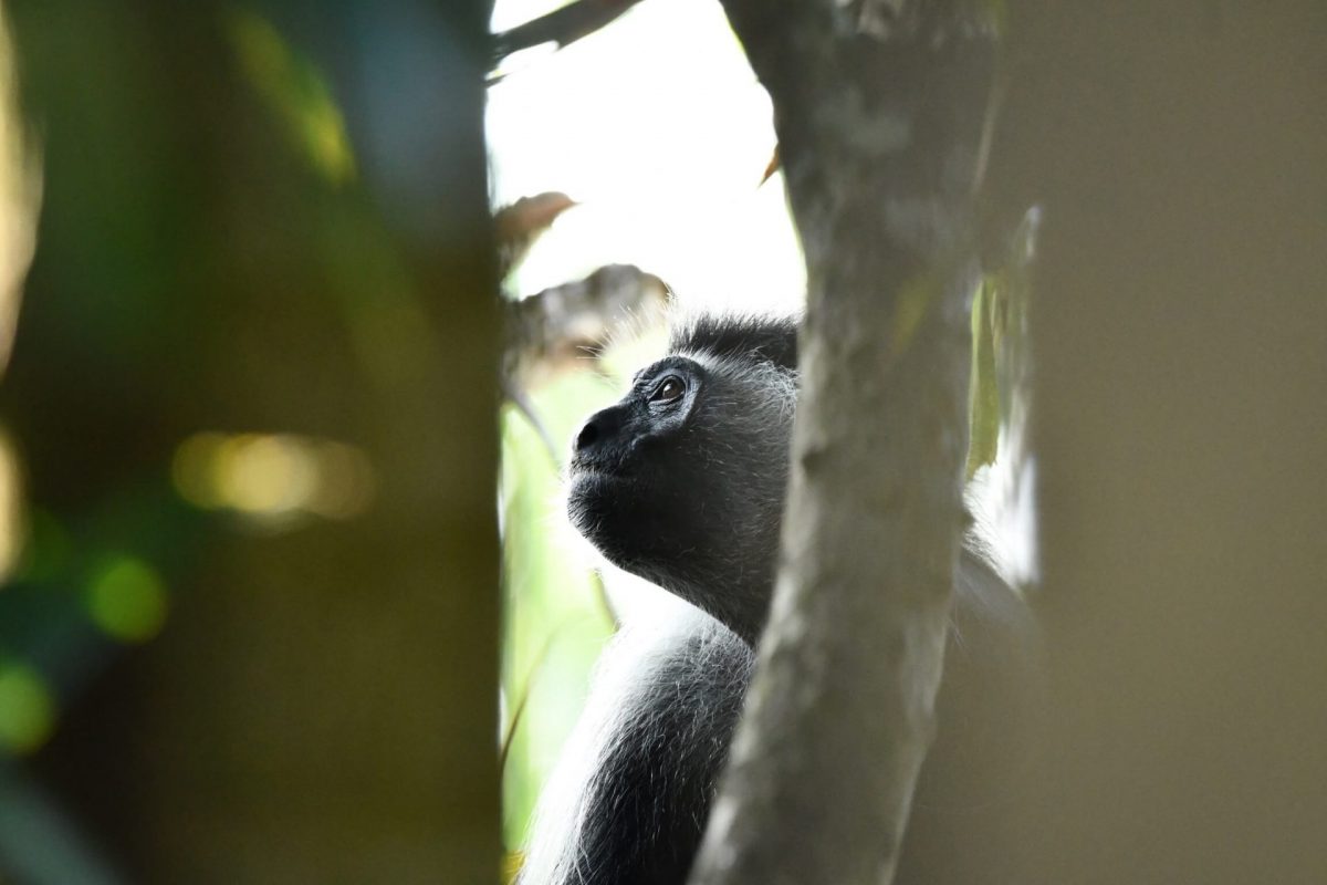 Affe im Keniaurlaub