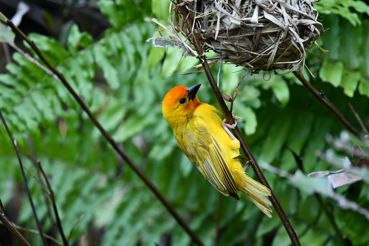 Webervogel im Keniaurlaub