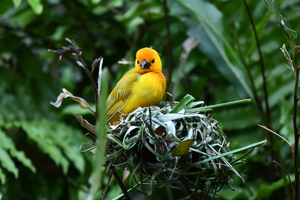 Webervogel im Keniaurlaub