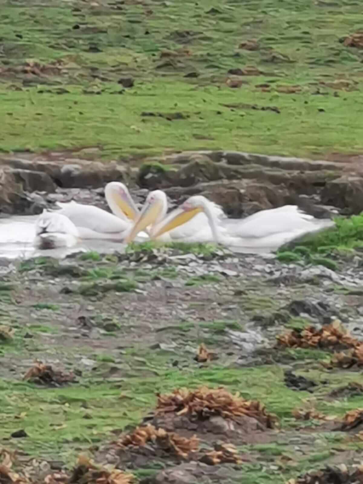 Pelikane während einer Keniareise mit Safari von Keniaurlaub.de