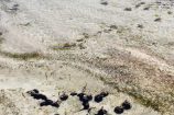 Seeigel bei Wattwanderung auf Chale Island Kenia