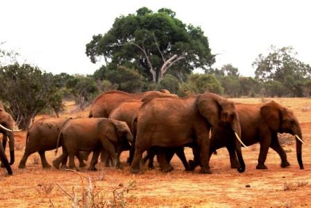 Elefanten bei einer Kenia Reise auf Kenia Safari