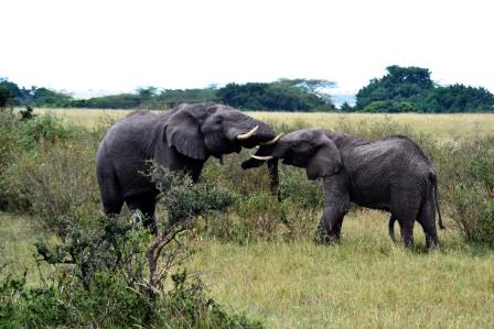 Elefanten kämpfen - gesehen während einer Kenia Safari