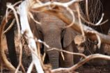 Gut getarnt: Elefantenbaby im Tsavo NP KEnia