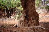 Gut getarnt: Löwe im Tsavo NP Kenia
