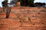 Gut getarnt: Löwin im Tsavo NP Kenia