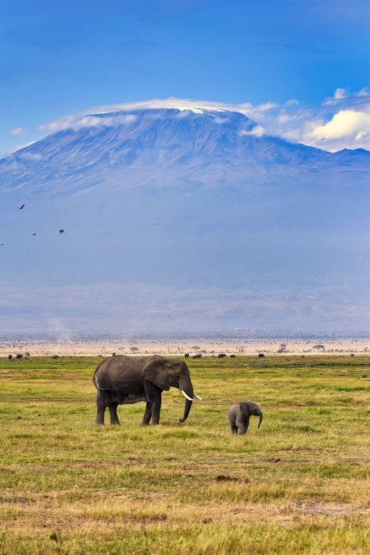 Elefanten vor dem Kilimanjaro im Amboseli Nationalpark während einer Safari in Kenia - zwei Wochen mit Keniaurlaub.de