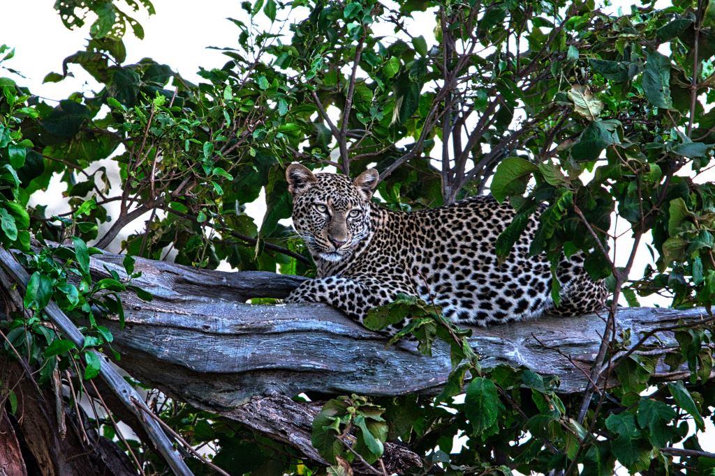 Leopard während zwei Wochen Kenia Safari