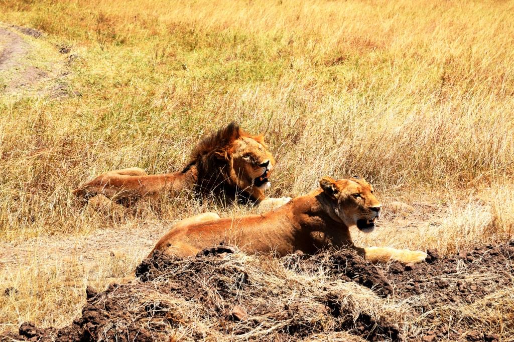 Löwen während einer Keniasafari - zwei Wochen mit Keniaurlaub.de