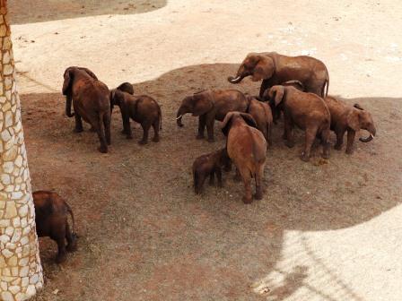 Elefantenherd hautnah - Kenia Safari Salt Lick Game Lodge Keniaurlaub.de