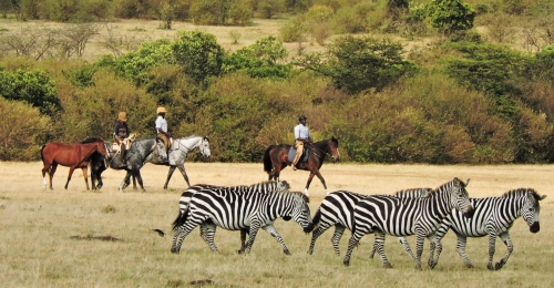 Kenia Aruba Mara Camp Reitsafari - Masai Mara Safari Kenia erleben