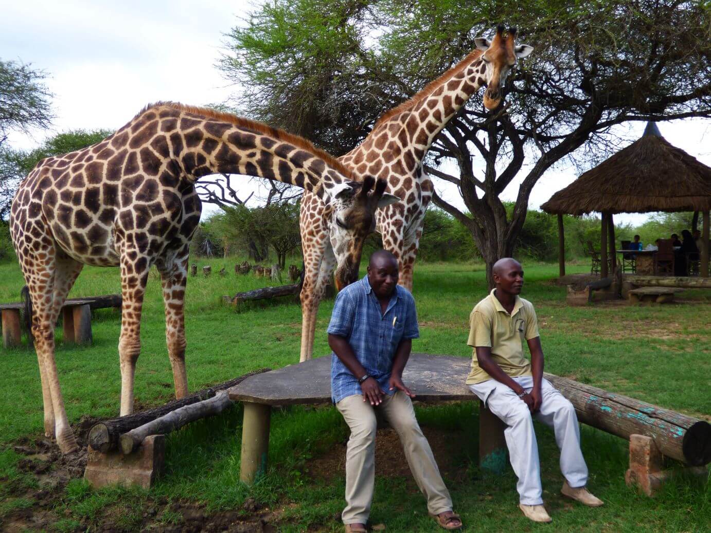 Kenia Nguuni Schutzgebiet Tiere hautnah erleben