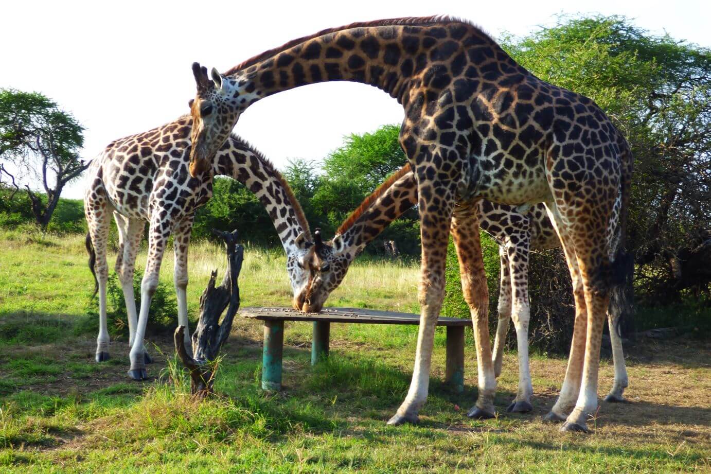 Kenia Nguuni Schutzgebiet Tiere hautnah erleben