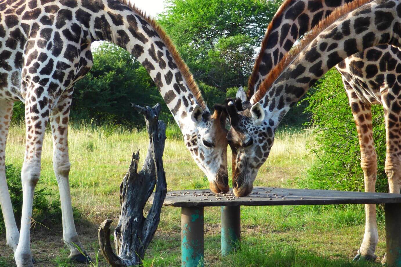 Kenia Nguuni Schutzgebiet Tiere hautnah erleben, hier ein Giraffen