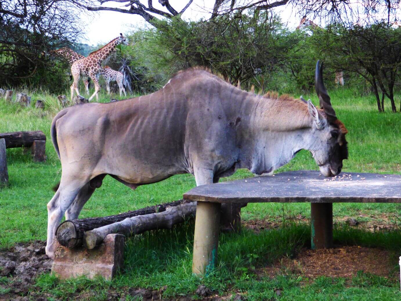 Kenia Nguuni Schutzgebiet Tiere hautnah erleben
