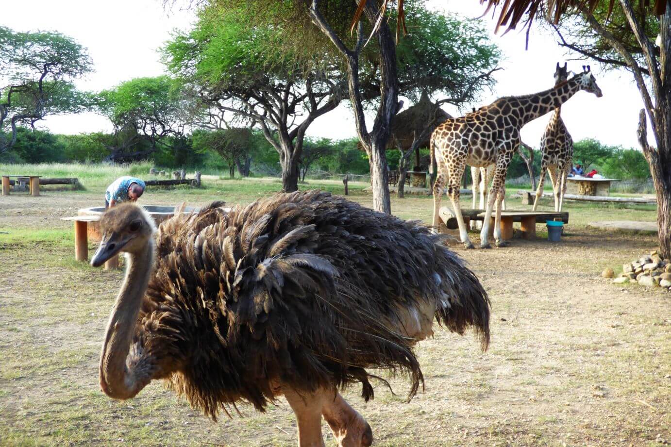 Kenia Nguuni Schutzgebiet Tiere hautnah erleben