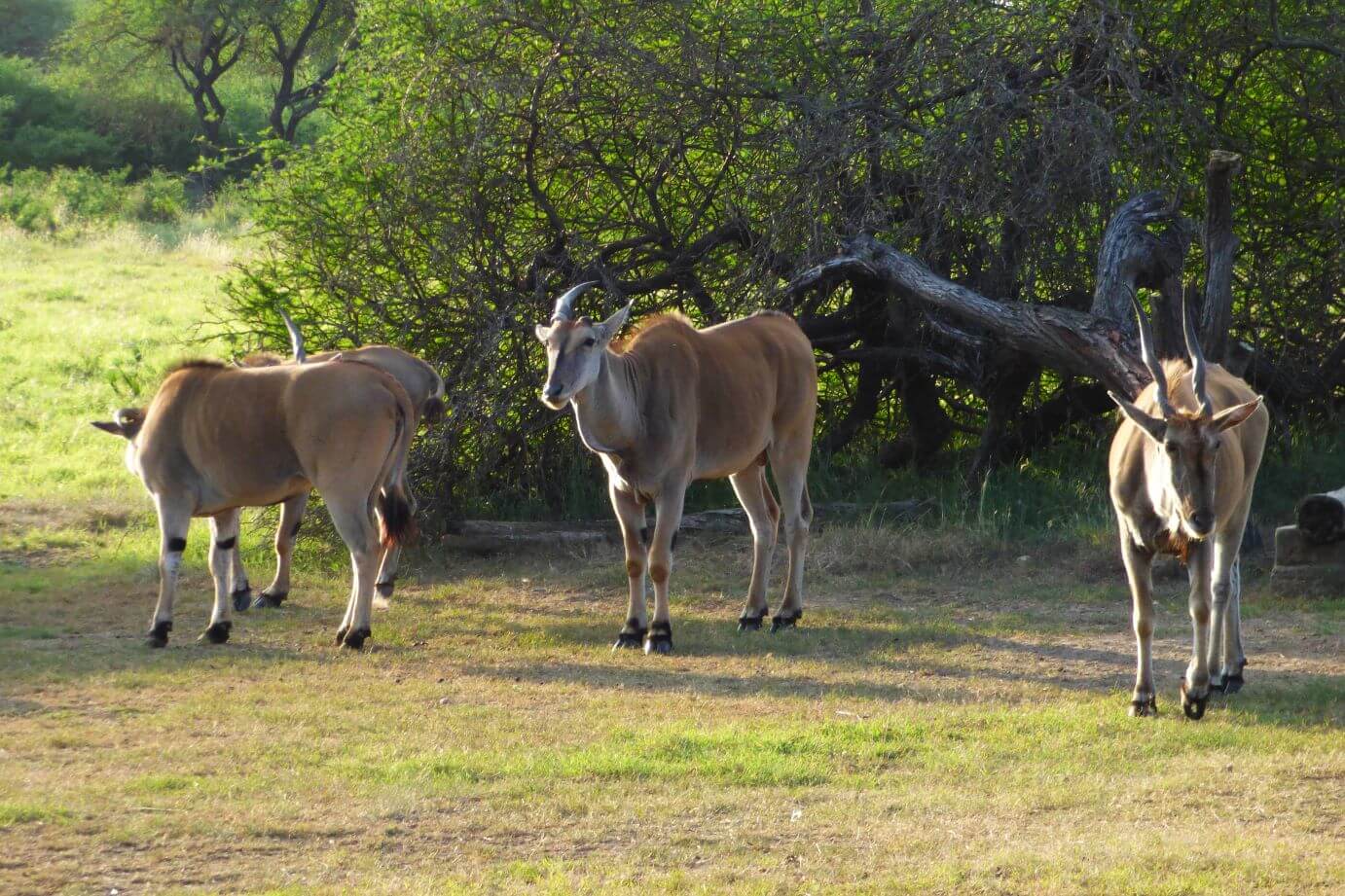 Kenia Nguuni Schutzgebiet Tiere hautnah erleben
