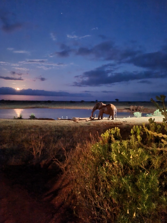 Kenia Safari Unterkunft Ngutuni Lodge - Abendstimmung am Wasserloch mit Elefant