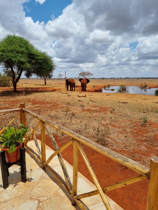 Kenia Safari Unterkunft Ngutuni Lodge - Elefanten hautnah direkt vor der Terrasse