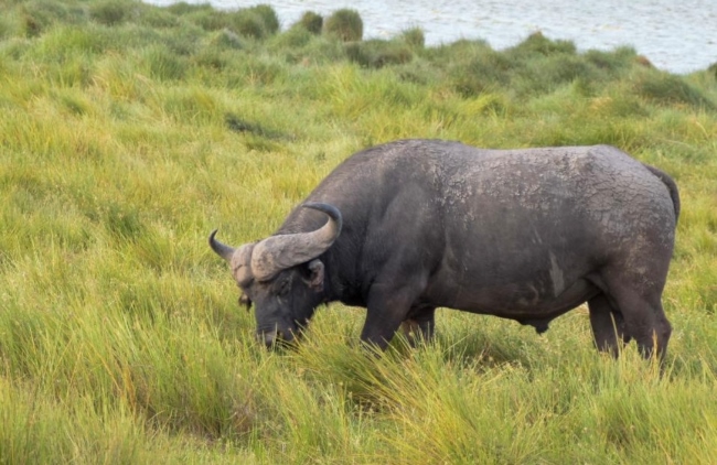 Büffel während einer Kenia Safari mit Keniaspezialist Reisekontor Schmidt keniaurlaub.de