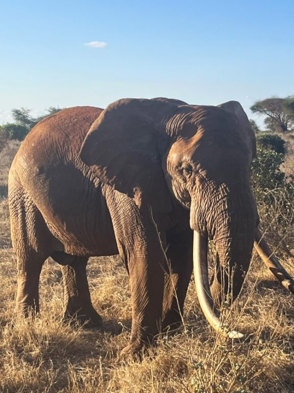 Elefant während einer Kenia Safari mit Keniaspezialist Reisekontor Schmidt keniaurlaub.de