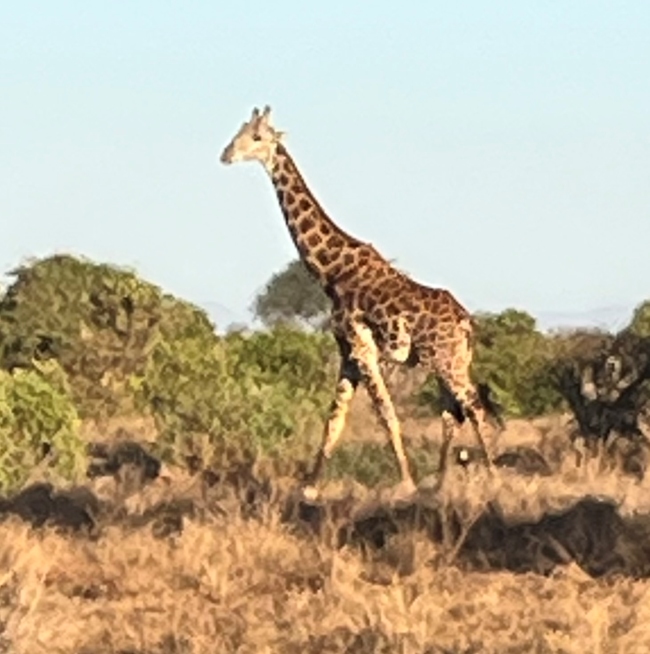 Giraffe während einer Kenia Safari mit Keniaspezialist Reisekontor Schmidt keniaurlaub.de