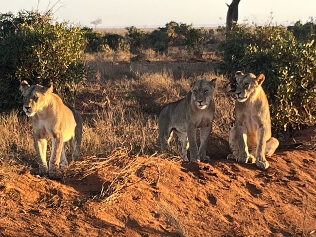 Löwen während einer Kenia Safari mit Keniaspezialist Reisekontor Schmidt keniaurlaub.de