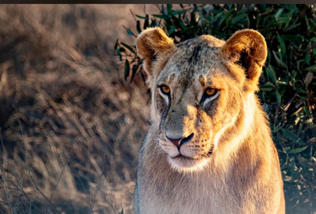 Löwin während einer Kenia Safari mit Keniaspezialist Reisekontor Schmidt keniaurlaub.de (Dauenheimer)