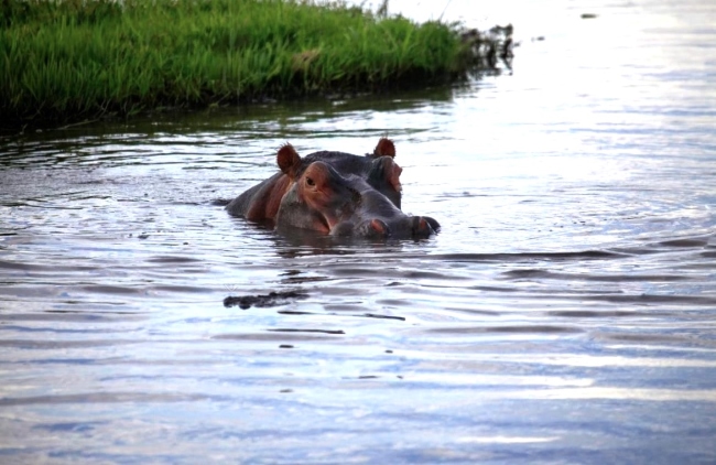 Rhinozeros / Nilpferd während einer Kenia Safari mit Keniaspezialist Reisekontor Schmidt keniaurlaub.de