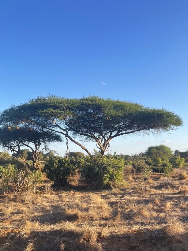 Schirmakazie während einer Kenia Safari mit Keniaspezialist Reisekontor Schmidt keniaurlaub.de