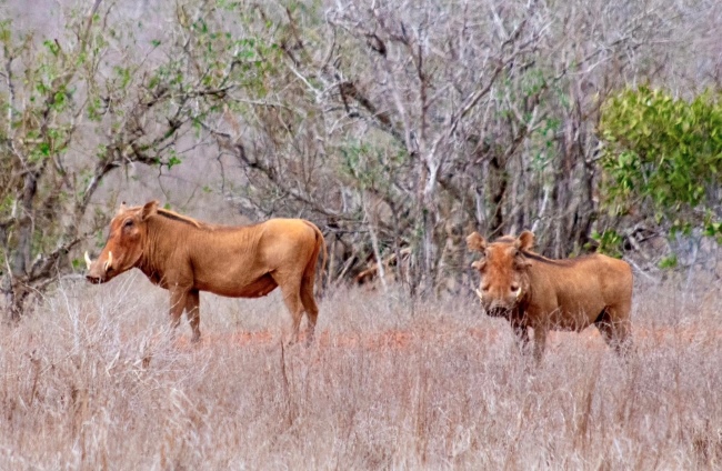 Warzenschweine während einer Kenia Safari mit Keniaspezialist Reisekontor Schmidt keniaurlaub.de