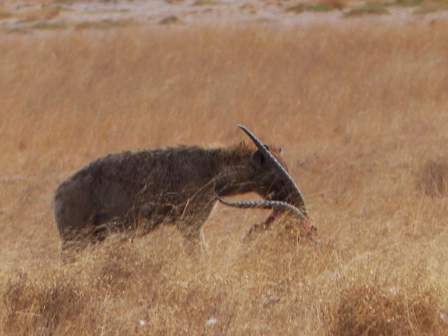 Keniareise Bewertung Kenia Safari mit Keniaspezialist Reisekontor Schmidt - keniaurlaub.de - Hyäne