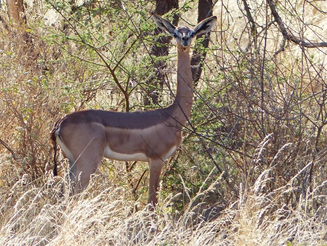 Keniareise Bewertung Kenia Safari mit Keniaspezialist Reisekontor Schmidt - keniaurlaub.de