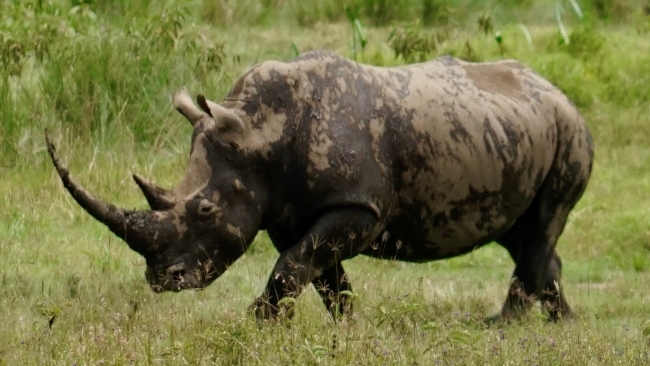 Nashorn während einer Kenia Safari mit Keniaspezialist Reisekontor Schmidt keniaurlaub.de