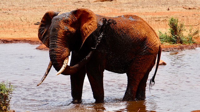 Elefant während einer Kenia Safari mit Keniaspezialist Reisekontor Schmidt keniaurlaub.de