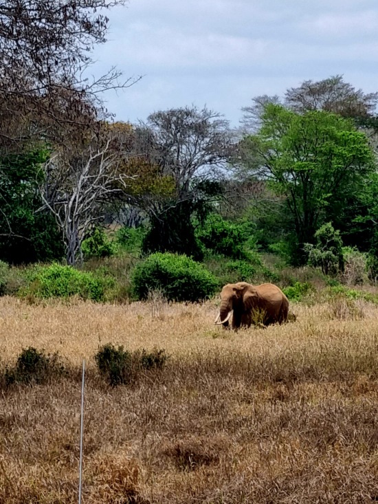 Kenia Safari Tierbegegnungen in den Taita Hills - Elefant - Keniaurlaub.de