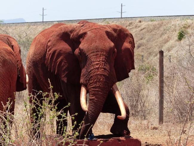Keniareise Bewertung Kenia Safari mit Keniaspezialist Reisekontor Schmidt - keniaurlaub.de - Elefanten