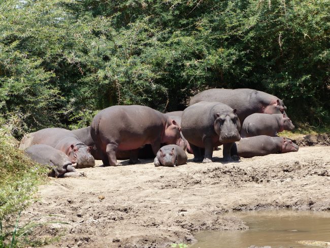 Keniareise Bewertung Kenia Safari mit Keniaspezialist Reisekontor Schmidt - keniaurlaub.de - Flusspferde