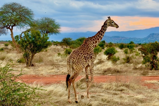 Giraffe während einer Kenia Safari mit Keniaspezialist Reisekontor Schmidt keniaurlaub.de