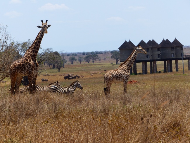Keniareise Bewertung Kenia Safari mit Keniaspezialist Reisekontor Schmidt - keniaurlaub.de - Giraffen und Zebras vor der Saltlick Lodge