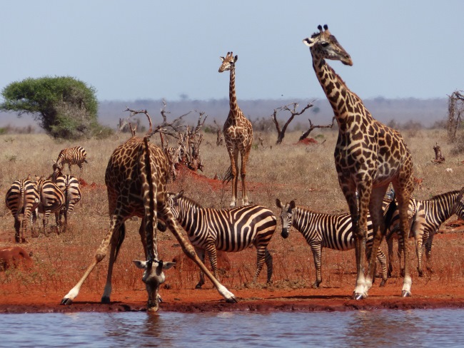 Keniareise Bewertung Kenia Safari mit Keniaspezialist Reisekontor Schmidt - keniaurlaub.de - Giraffen und Zebras am Wasserloch im Tsavo