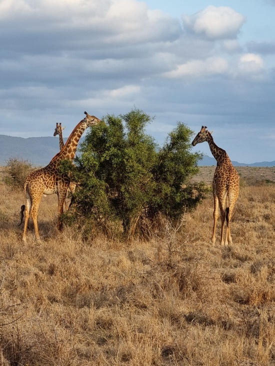 Kenia Safari Tierbegegnungen in den Taita Hills - Giraffen - Keniaurlaub.de