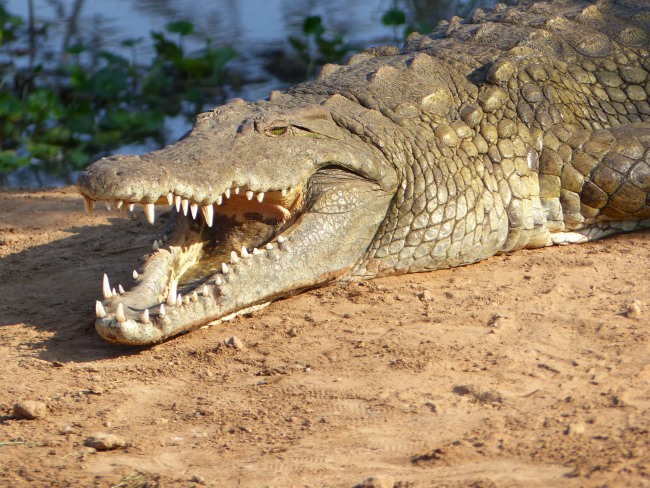 Keniareise Bewertung Kenia Safari mit Keniaspezialist Reisekontor Schmidt - keniaurlaub.de - Krokodil