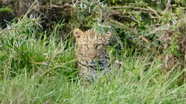 Leopard während einer Kenia Safari mit Keniaspezialist Reisekontor Schmidt keniaurlaub.de