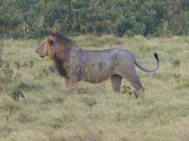 Keniareise Bewertung Kenia Safari mit Keniaspezialist Reisekontor Schmidt - keniaurlaub.de - Löwe