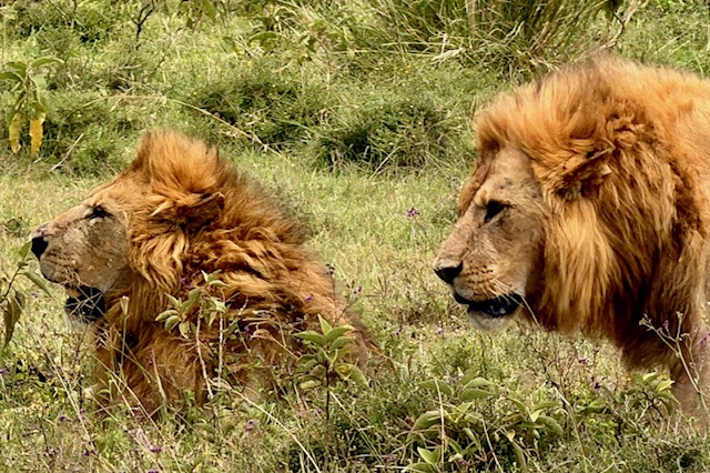 Löwen während einer Kenia Safari mit Keniaspezialist Reisekontor Schmidt keniaurlaub.de