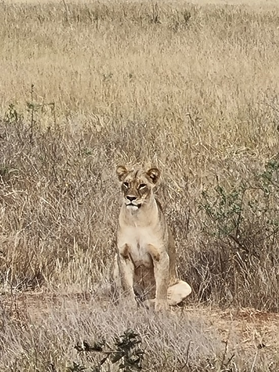 Kenia Safari Tierbegegnungen in den Taita Hills - Löwin - Keniaurlaub.de