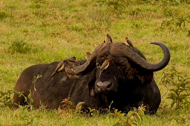 Büffel während einer Kenia Safari mit Keniaspezialist Reisekontor Schmidt keniaurlaub.de