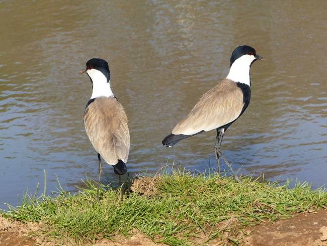 Keniareise Bewertung Kenia Safari mit Keniaspezialist Reisekontor Schmidt - keniaurlaub.de - Vögel am Wasser