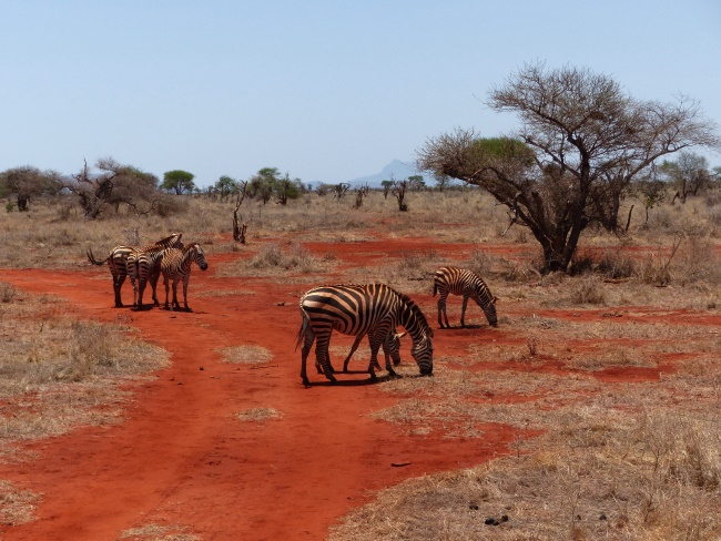 Keniareise Bewertung Kenia Safari mit Keniaspezialist Reisekontor Schmidt - keniaurlaub.de - Zebras im Tsavo